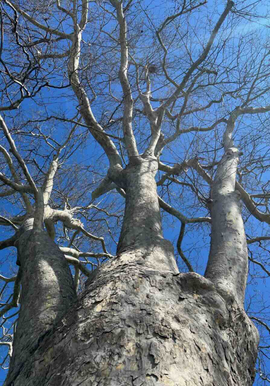 A fa – archetípus és emlékezet